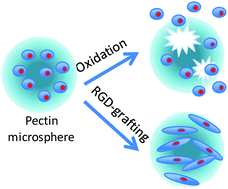 Graphical abstract: Biofunctional chemically modified pectin for cell delivery