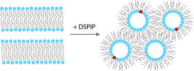 Graphical abstract: Lipid membrane curvature induced by distearoyl phosphatidylinositol 4-phosphate