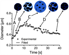 Graphical abstract: Lipid monolayer dilatational mechanics during microbubble gas exchange