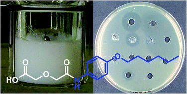 Graphical abstract: Supramolecular hydrogels based on antimycobacterial amphiphiles