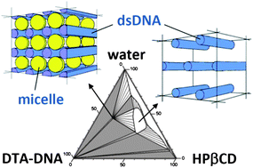 Graphical abstract: DNA with amphiphilic counterions: tuning colloidal DNA with cyclodextrin