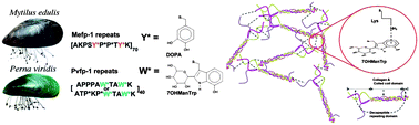 Graphical abstract: Adhesion mechanism in a DOPA-deficient foot protein from green mussels