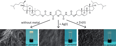 Graphical abstract: A steroid-based gelator of A(LS)2 type: tuning gel properties by metal coordination