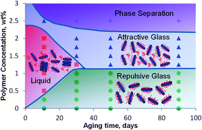 Graphical abstract: A re-entrant glass transition in colloidal disks with adsorbing polymer