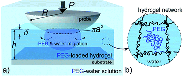 Graphical abstract: Poroelastic relaxation of polymer-loaded hydrogels