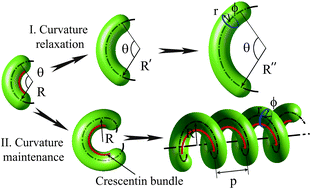Graphical abstract: Growth of curved and helical bacterial cells