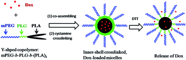 Graphical abstract: Reduction-responsive shell-crosslinked micelles prepared from Y-shaped amphiphilic block copolymers as a drug carrier
