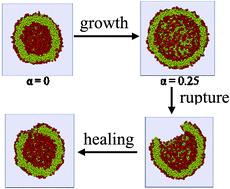 Graphical abstract: Membrane properties of swollen vesicles: growth, rupture, and fusion