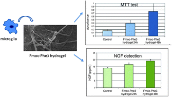Graphical abstract: Self-assembling peptide hydrogels promote microglial cells proliferation and NGF production