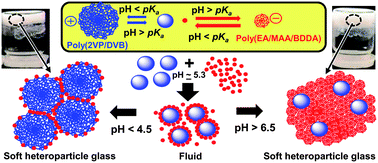 Graphical abstract: Dual pH-triggered physical gels prepared from mixed dispersions of oppositely charged pH-responsive microgels