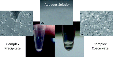 Graphical abstract: Phase behaviour and complex coacervation of aqueous polypeptide solutions