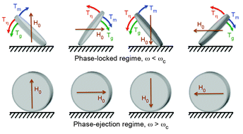Graphical abstract: Non-linear alignment dynamics in suspensions of platelets under rotating magnetic fields