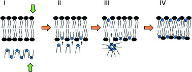Graphical abstract: Stalk-free membrane fusion of cationic lipids via an interdigitated phase