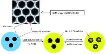 Graphical abstract: Construction and characterization of three-dimensionally ordered macroporous polystyrene equipped with pH-responsive switchable windows