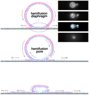 Graphical abstract: Hemifusion of giant unilamellar vesicles with planar hydrophobic surfaces: a fluorescence microscopy study