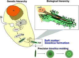 Graphical abstract: Genetic, biological and structural hierarchies during sponge spicule formation: from soft sol–gels to solid 3D silica composite structures
