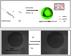 Graphical abstract: In situ observation of azobenzene isomerization along with photo-induced swelling of cross-linked vesicles by laser-trapping Raman spectroscopy