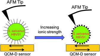 Graphical abstract: The influence of ionic strength on the adhesive bond stiffness of oral streptococci possessing different surface appendages as probed using AFM and QCM-D