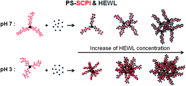 Graphical abstract: Complexation of stimuli-responsive star-like amphiphilic block polyelectrolyte micelles with lysozyme