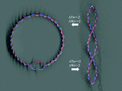 Graphical abstract: Quantifying supercoiling-induced denaturation bubbles in DNA