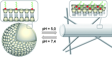 Graphical abstract: Power struggles between oligopeptides and cyclodextrin vesicles