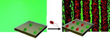 Graphical abstract: Exploiting additive and subtractive patterning for spatially controlled and robust bacterial co-cultures