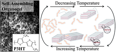 Graphical abstract: Structure and property development of poly(3-hexylthiophene) organogels probed with combined rheology, conductivity and small angle neutron scattering