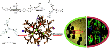 Graphical abstract: Synthesis and self-assembly of nonamphiphilic hyperbranched polyoximes