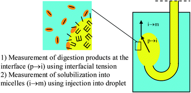 Graphical abstract: In vitro digestion of emulsions: mechanistic and experimental models