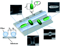 Graphical abstract: Controlling bacterial adhesion to surfaces using topographical cues: a study of the interaction of Pseudomonas aeruginosa with nanofiber-textured surfaces