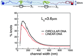 Graphical abstract: Knotting and metric scaling properties of DNA confined in nano-channels: a Monte Carlo study