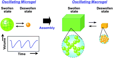 Graphical abstract: Soft actuators of organized self-oscillating microgels