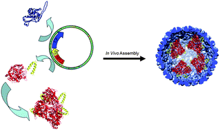 Graphical abstract: Virus-like particle nanoreactors: programmed encapsulation of the thermostable CelB glycosidase inside the P22 capsid