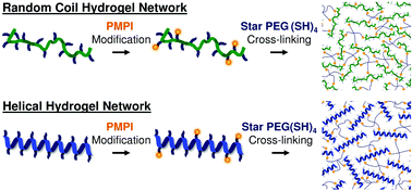 Graphical abstract: Helix versus coil polypeptide macromers: gel networks with decoupled stiffness and permeability