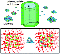 Graphical abstract: 3d localization and diffusion of proteins in polyelectrolyte multilayers