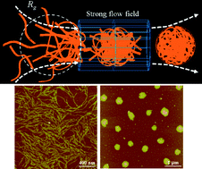 Graphical abstract: Transition from polythiophene-based one-dimensional nanofibers to spherical clusters in ultrafiltration