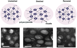 Graphical abstract: Mechano-responsive hydrogels crosslinked by block copolymer micelles