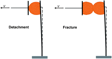 Graphical abstract: Detachment and fracture of cellular aggregates
