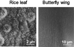 Graphical abstract: Bioinspired rice leaf and butterfly wing surface structures combining shark skin and lotus effects