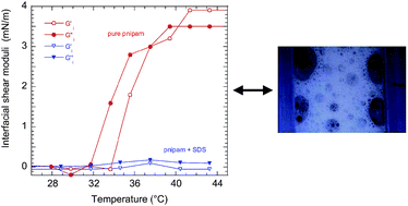 Graphical abstract: Dynamics of poly-nipam chains in competition with surfactants at liquid interfaces: from thermoresponsive interfacial rheology to foams
