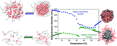 Graphical abstract: Synthesis of new enzymatically degradable thermo-responsive nanogels