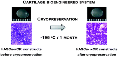 Graphical abstract: Cryopreservation of cell laden natural origin hydrogels for cartilage regeneration strategies