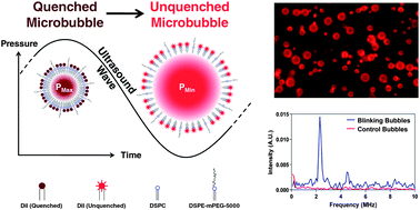 Graphical abstract: Phospholipid/carbocyanine dye-shelled microbubbles as ultrasound-modulated fluorescent contrast agents