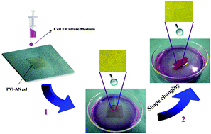 Graphical abstract: Fabrication of a shape memory hydrogel based on imidazole–zinc ion coordination for potential cell-encapsulating tubular scaffold application
