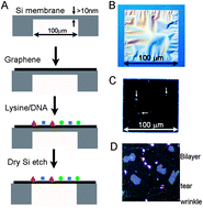 Graphical abstract: TEM imaging of unstained DNA nanostructures using suspended graphene
