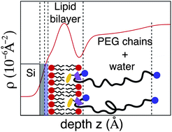 Graphical abstract: Membrane insertion of sliding anchored polymers
