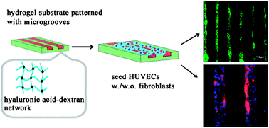 Graphical abstract: Guided assembly of endothelial cells on hydrogel matrices patterned with microgrooves: a basic model for microvessel engineering