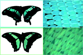 Graphical abstract: Structural integration design for enhanced photoluminescence in butterfly scales