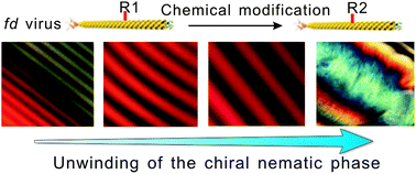 Graphical abstract: Tuning chirality in the self-assembly of rod-like viruses by chemical surface modifications