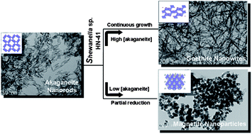 Graphical abstract: Biological synthesis of free-standing uniformed goethite nanowires by Shewanella sp. HN-41